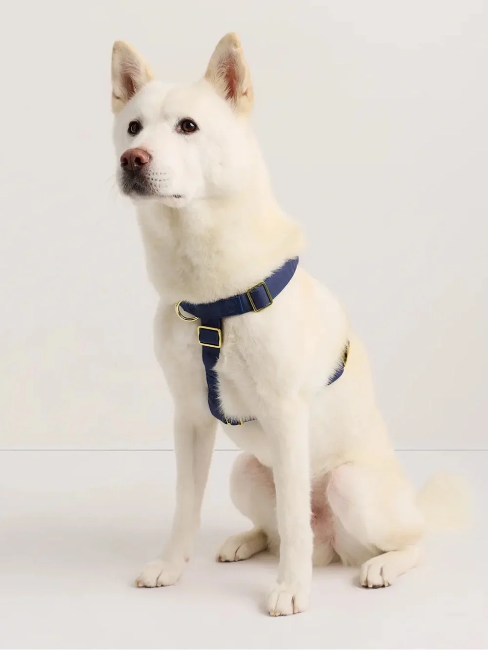 Quince 100% Cotton Wrapped Nylon Dog Harness Navy Blue - Large